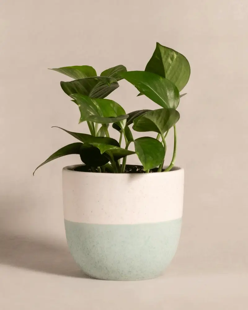 Efeutute - Image 5