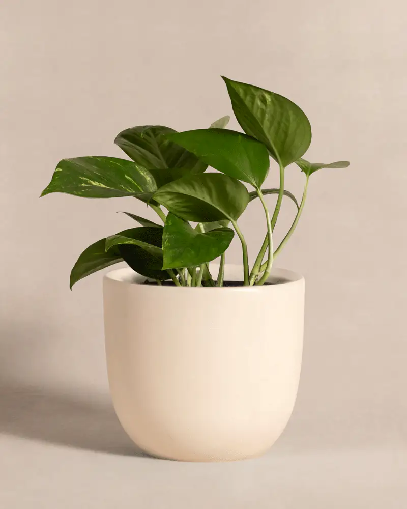 Efeutute - Image 6