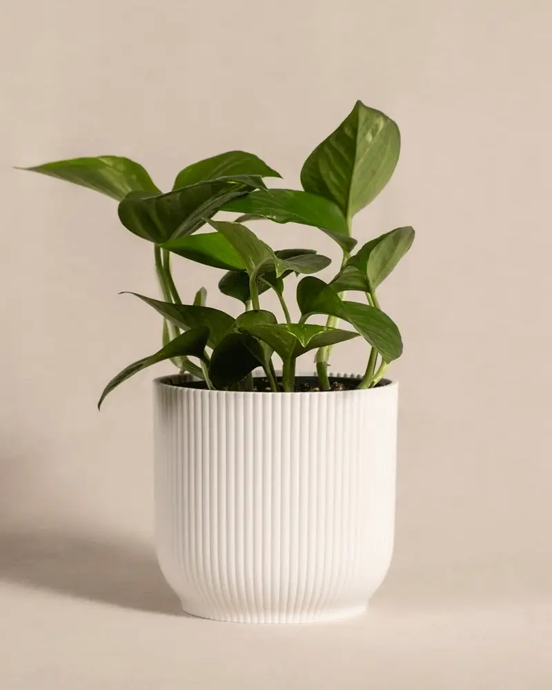 Efeutute - Image 8