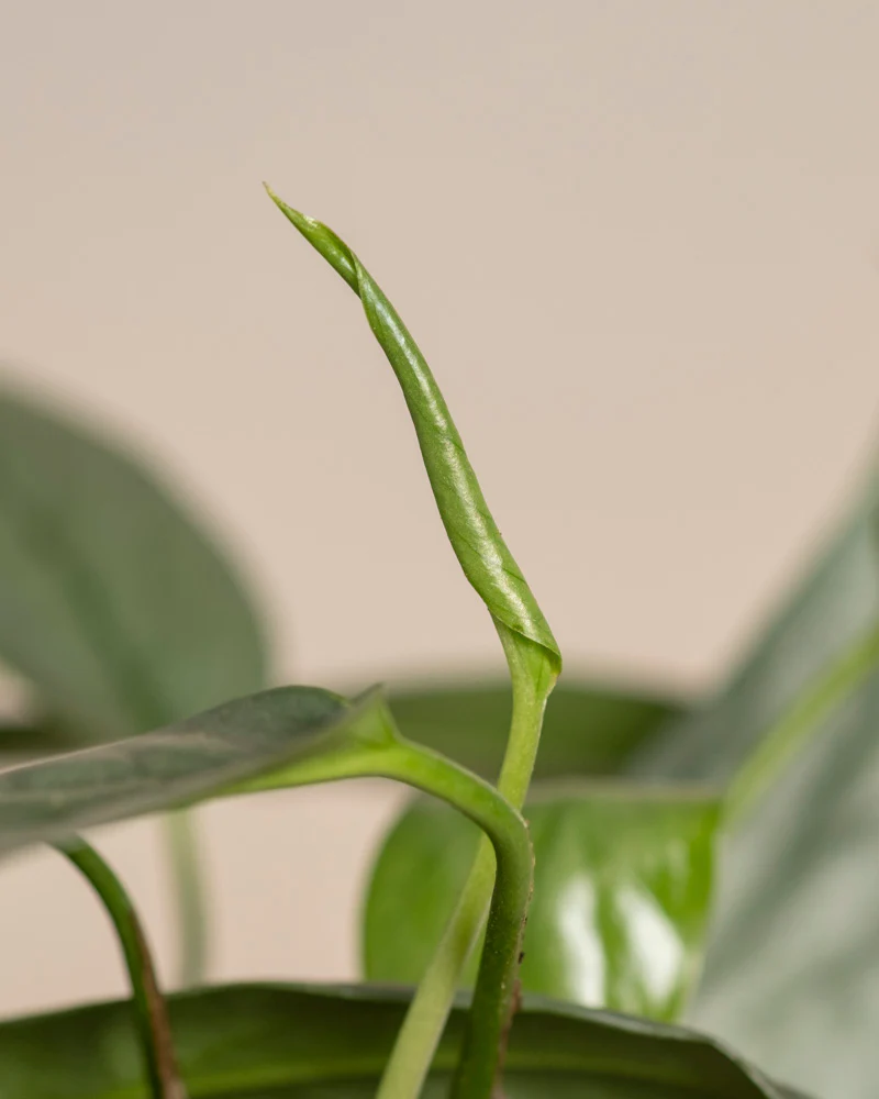 Epipremnum pinnatum 'Cebu Blue' - Image 11