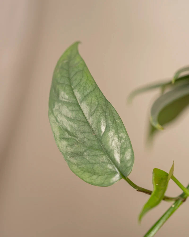 Epipremnum pinnatum 'Cebu Blue' - Image 13
