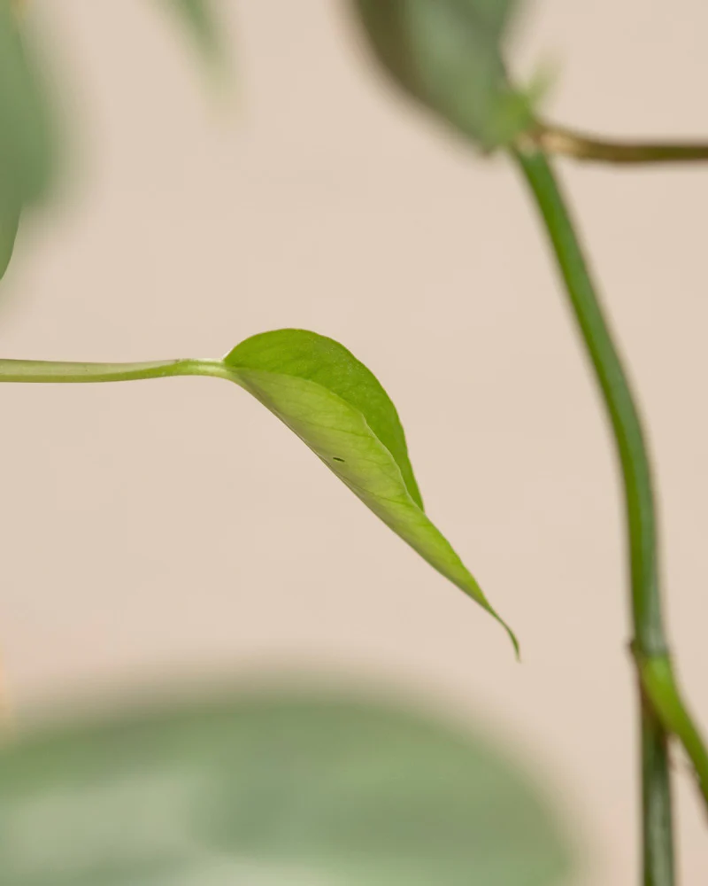 Epipremnum pinnatum 'Cebu Blue' - Image 15