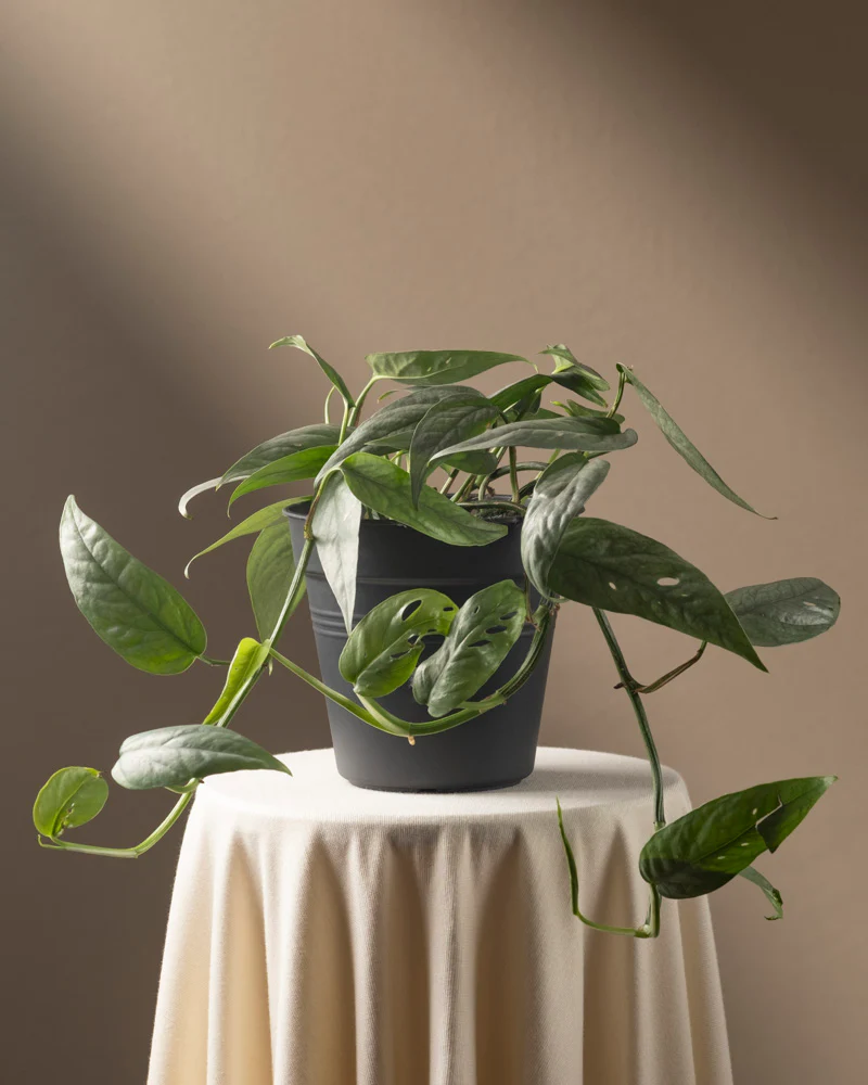 Epipremnum pinnatum 'Cebu Blue' - Image 3