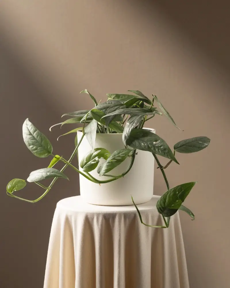 Epipremnum pinnatum 'Cebu Blue' - Image 9