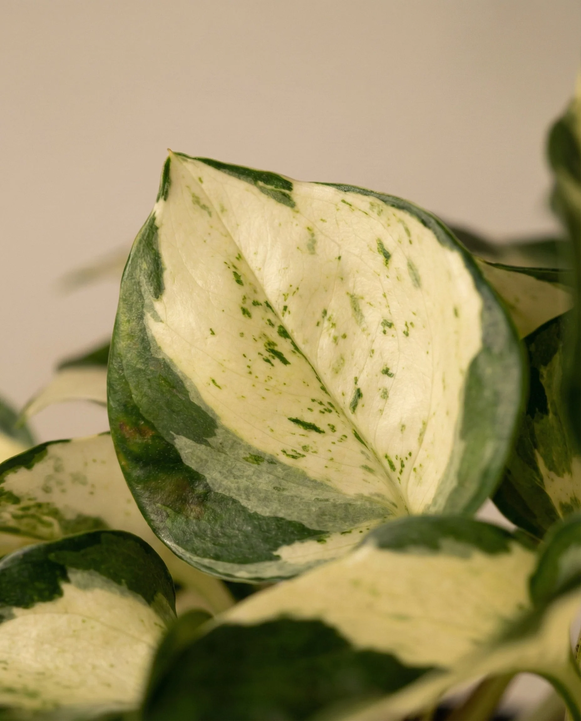 Efeutute 'Happy Leaf' • feey - Image 11