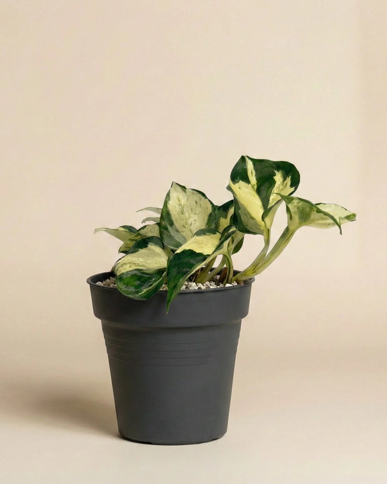 Efeutute 'Happy Leaf' • feey - Image 3