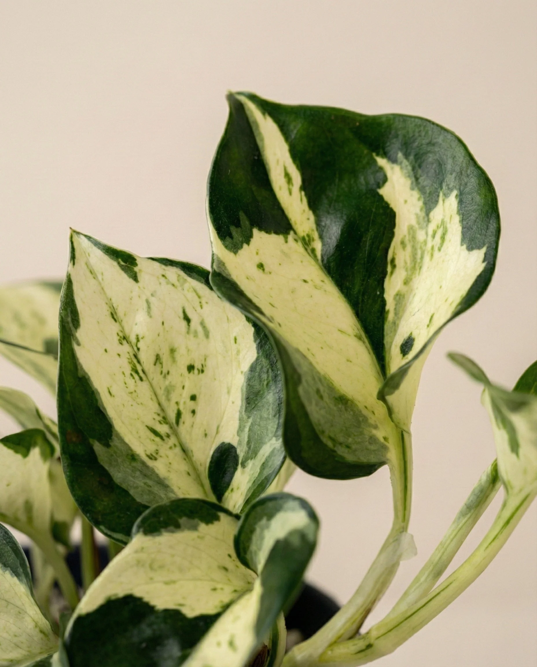 Efeutute 'Happy Leaf' • feey - Image 7