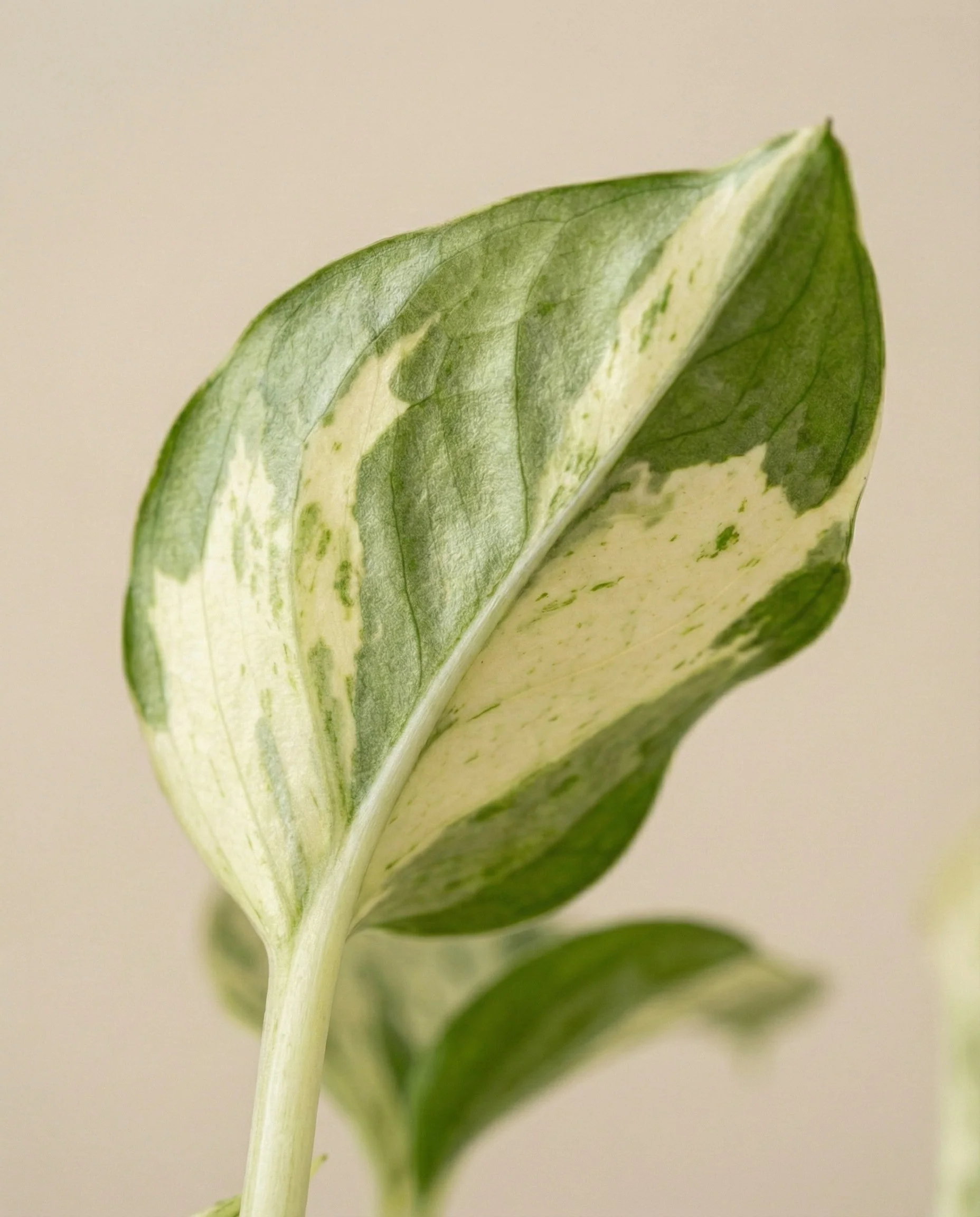 Efeutute 'Happy Leaf' • feey - Image 8