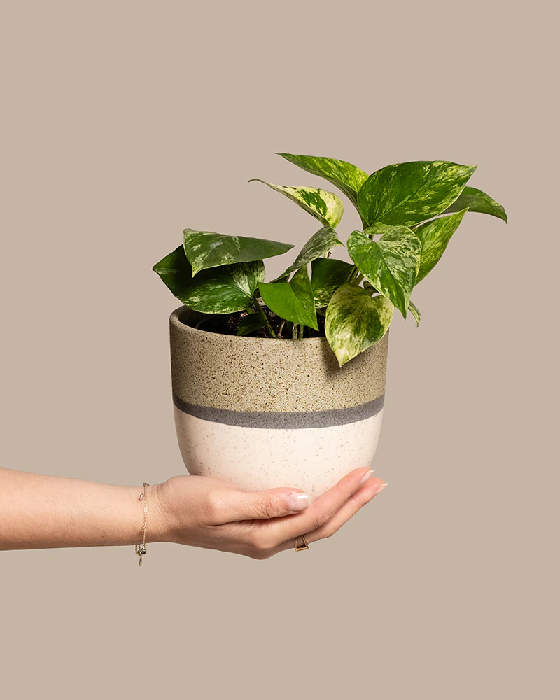 Efeutute Marble Queen