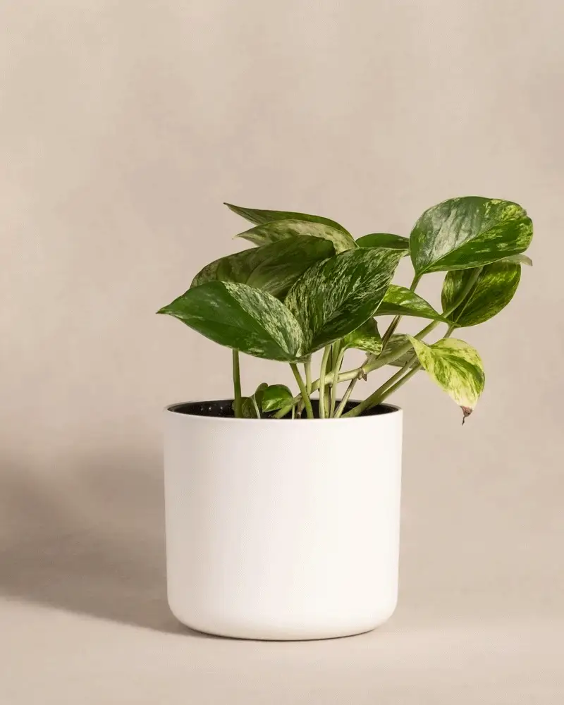 Efeutute Marble Queen - Image 10