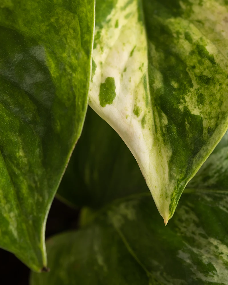 Efeutute Marble Queen - Image 11