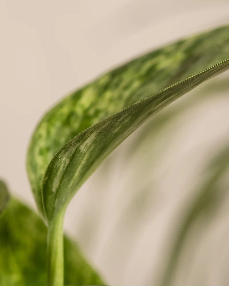 Efeutute Marble Queen - Image 12