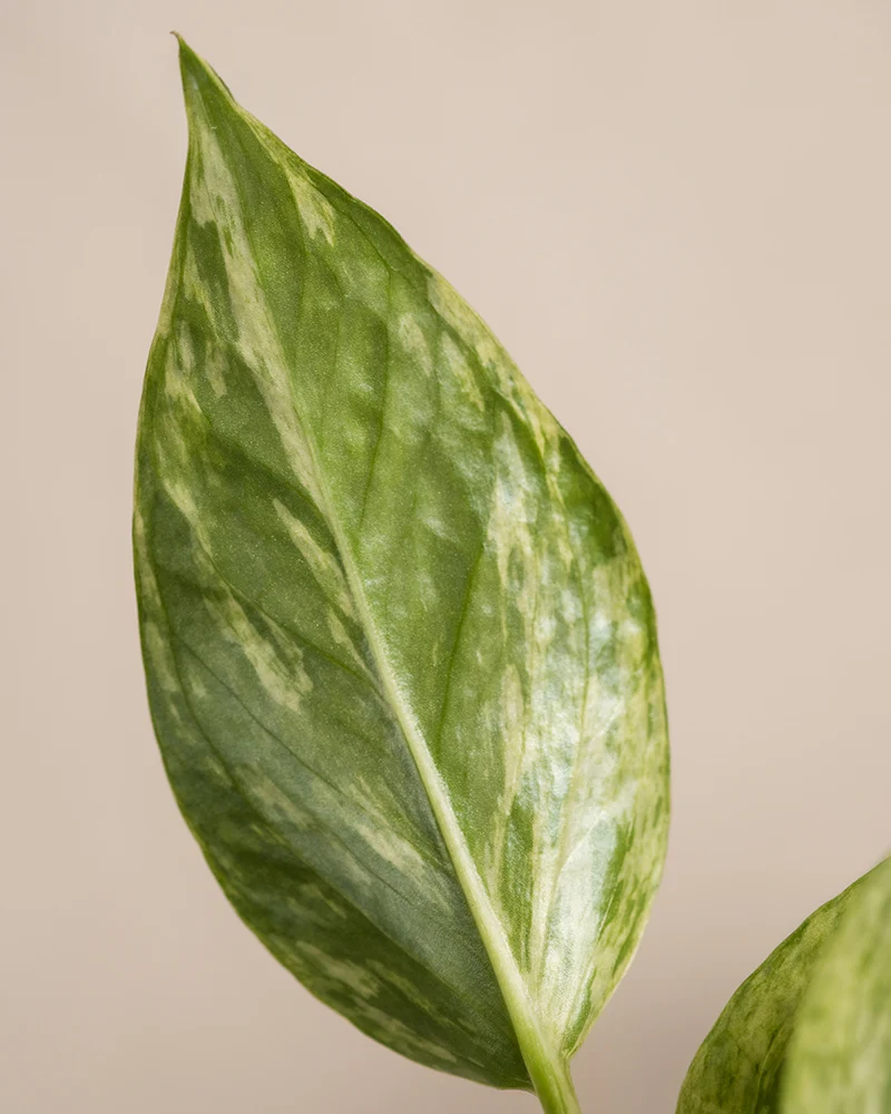 Efeutute Marble Queen - Image 13