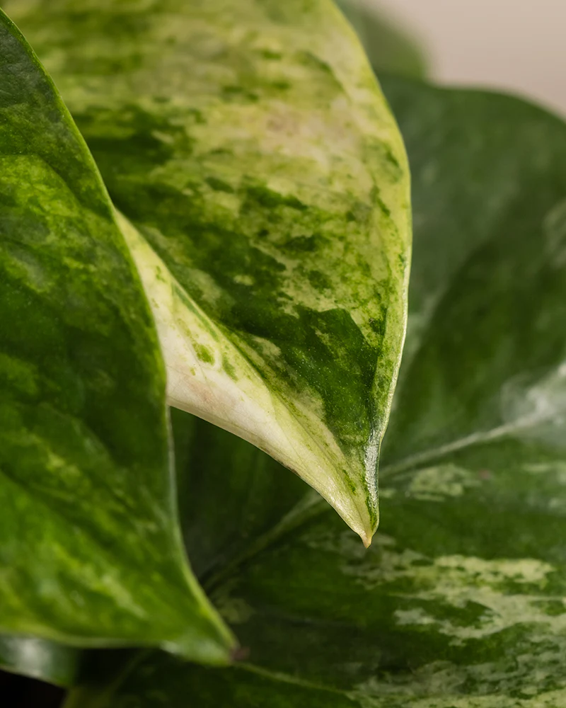 Efeutute Marble Queen - Image 2