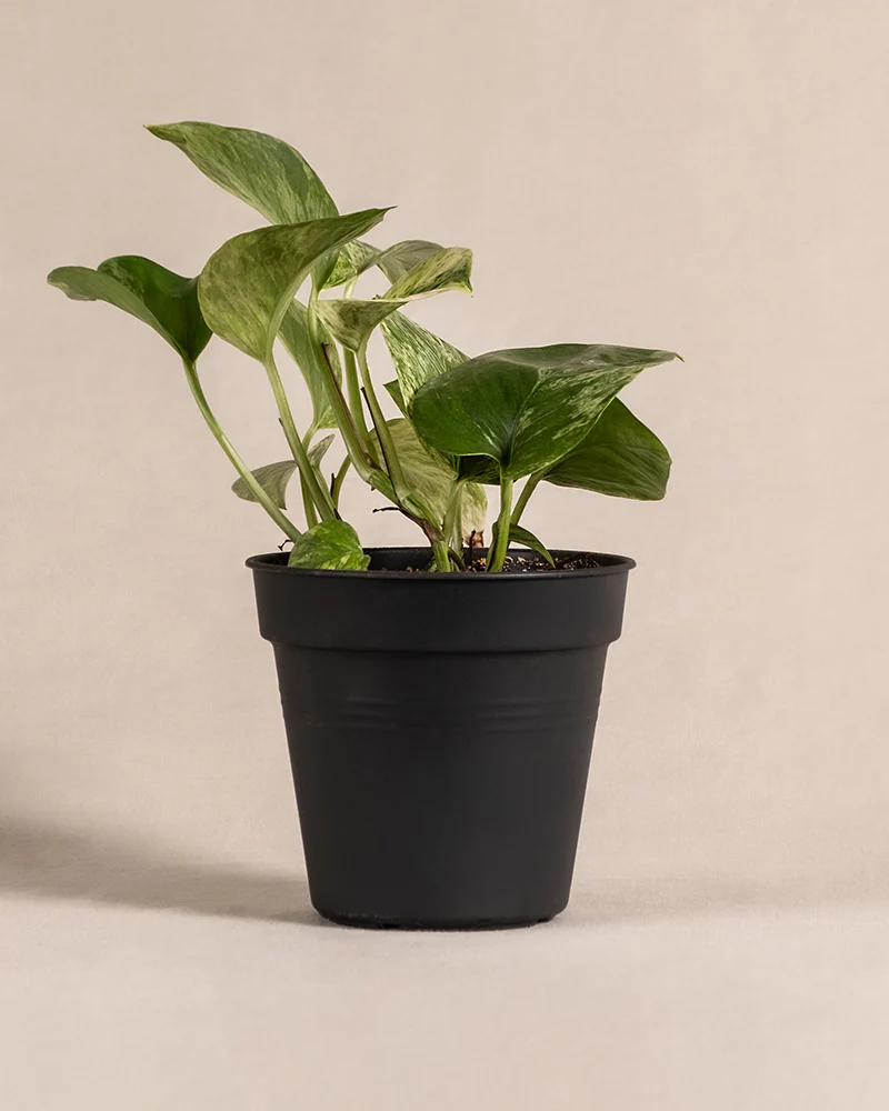 Efeutute Marble Queen - Image 3