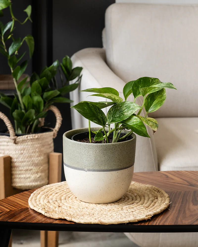Efeutute Marble Queen - Image 4