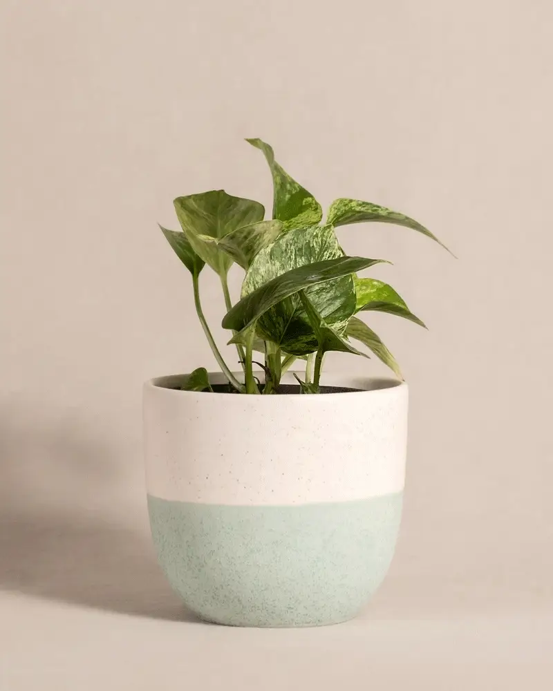 Efeutute Marble Queen - Image 5