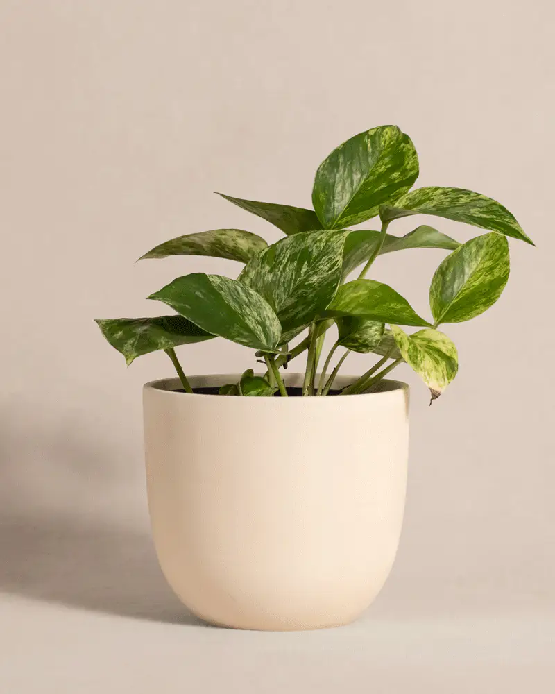Efeutute Marble Queen - Image 6