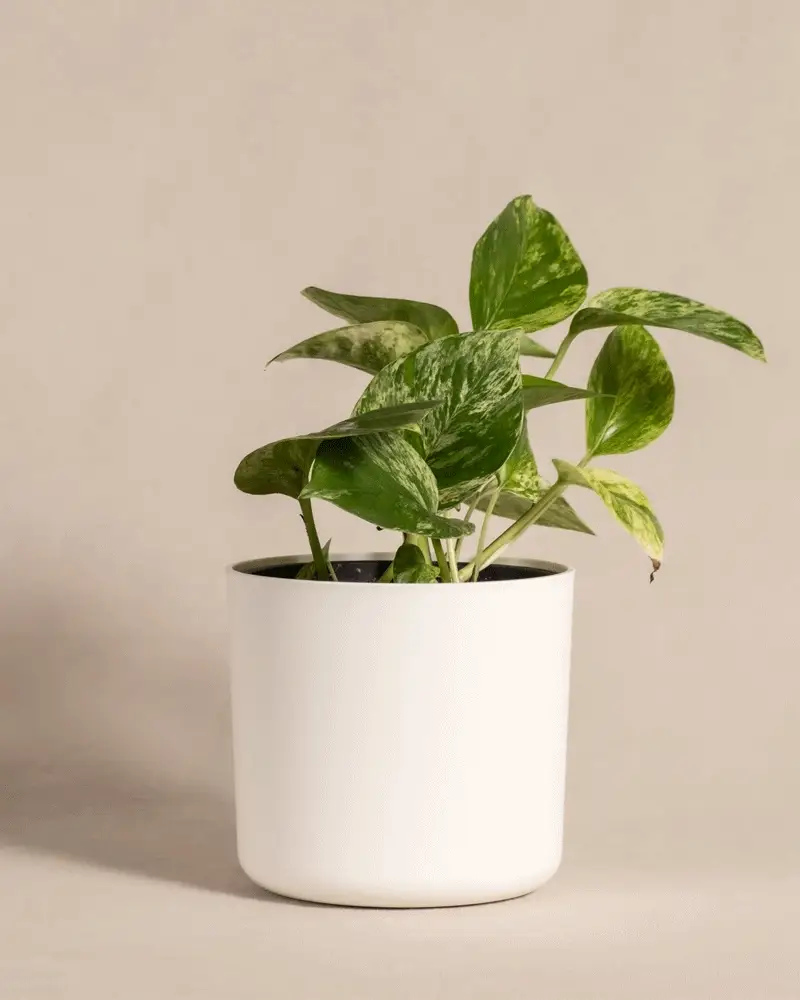 Efeutute Marble Queen - Image 7
