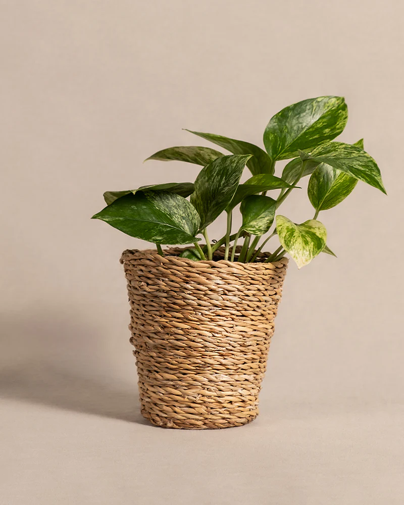 Efeutute Marble Queen - Image 8