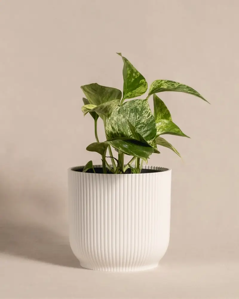 Efeutute Marble Queen - Image 9