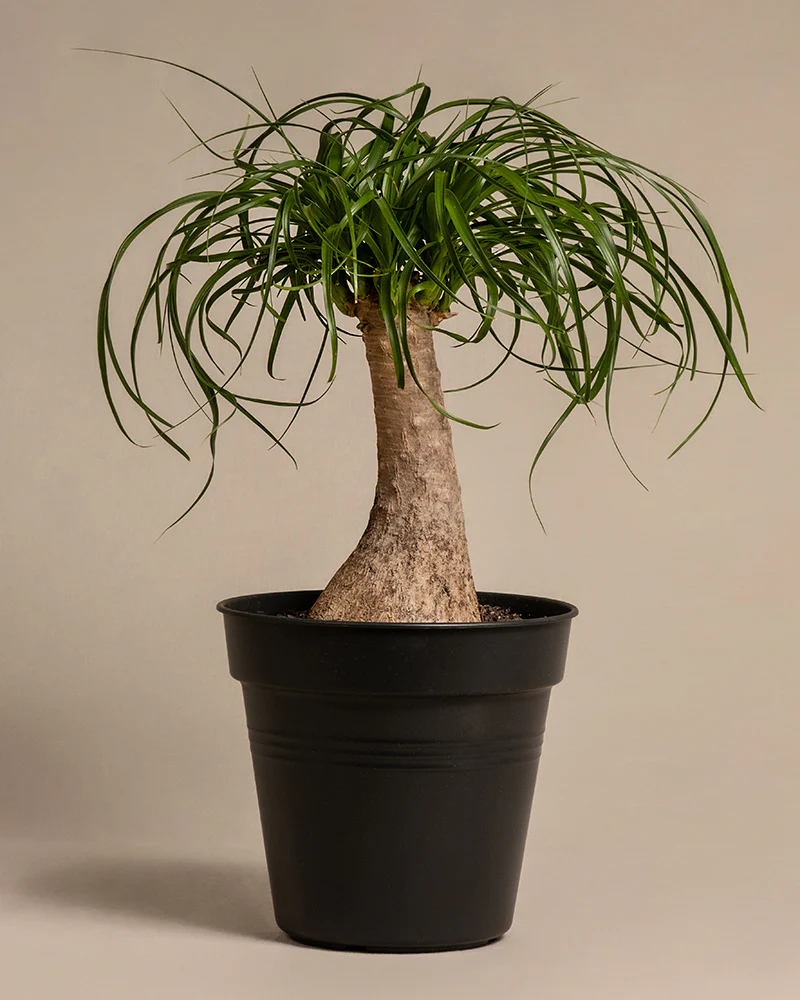 Elefantenfuß - Image 3