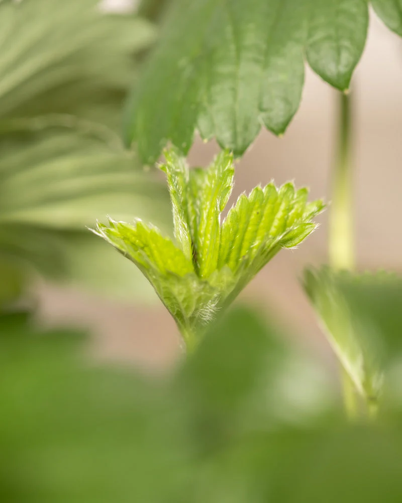 Erdbeere (Wurzelstock) - Image 12