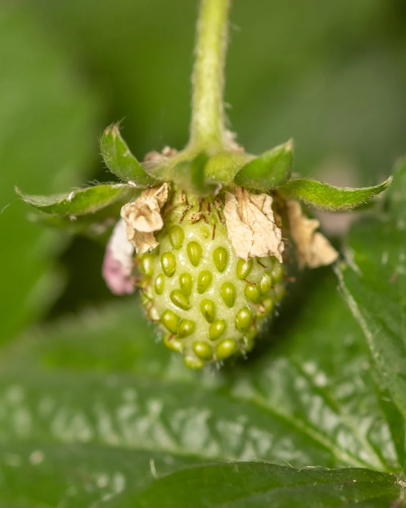 Erdbeere (Wurzelstock) - Image 13