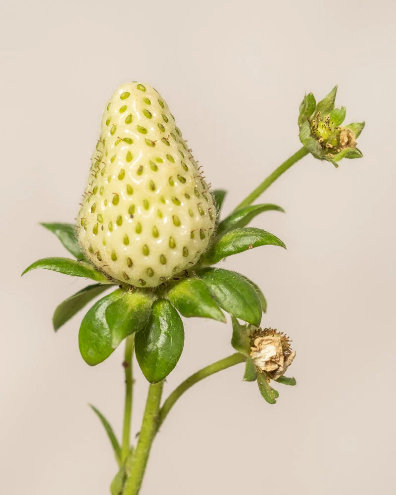 Erdbeere (Wurzelstock) - Image 15