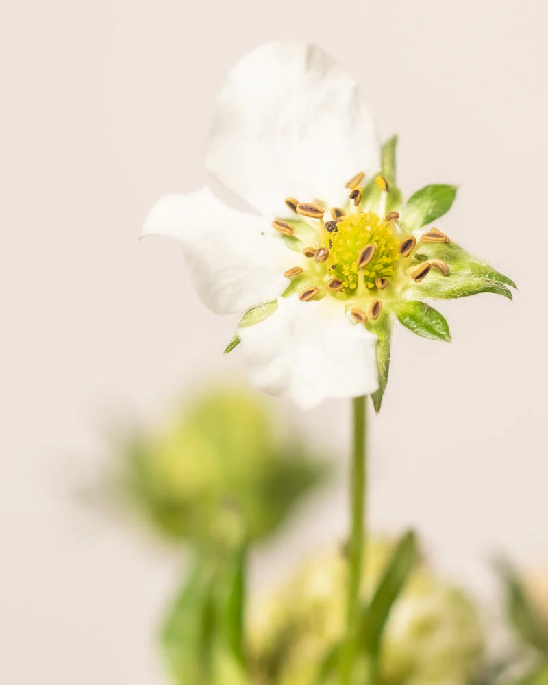 Erdbeere (Wurzelstock) - Image 16