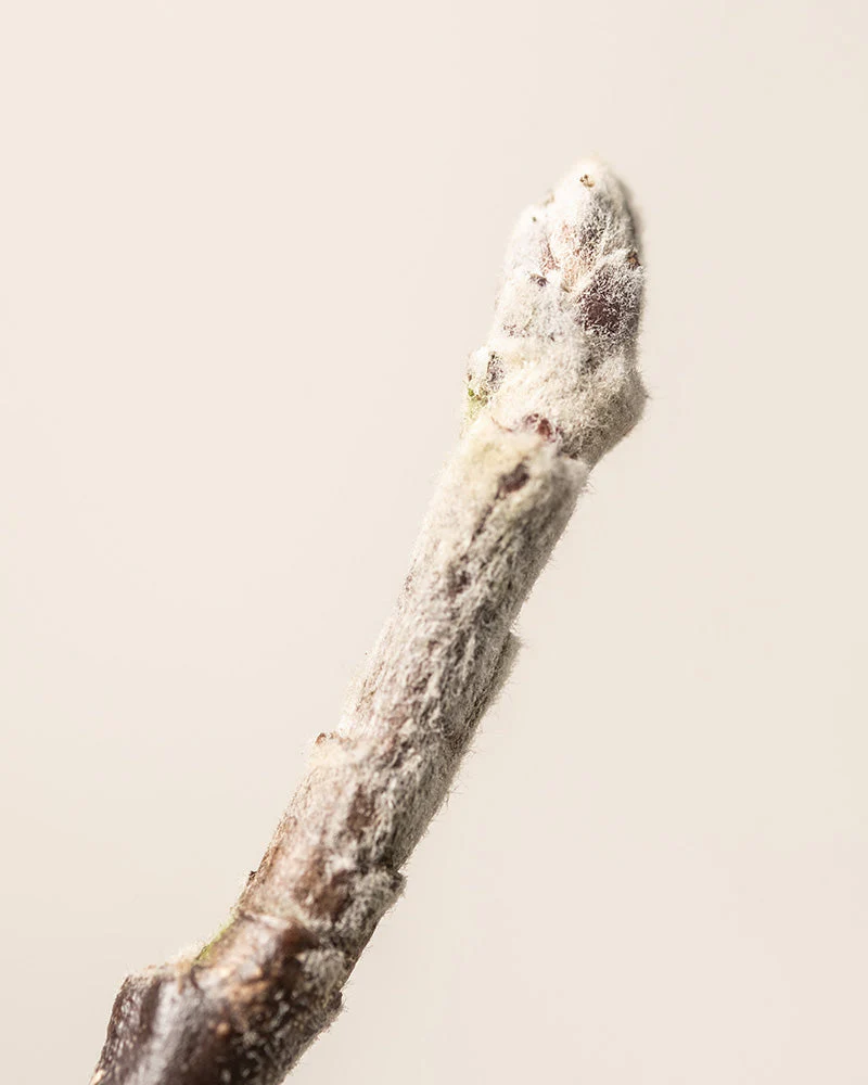 Essbares Sonnen-Set - Image 9