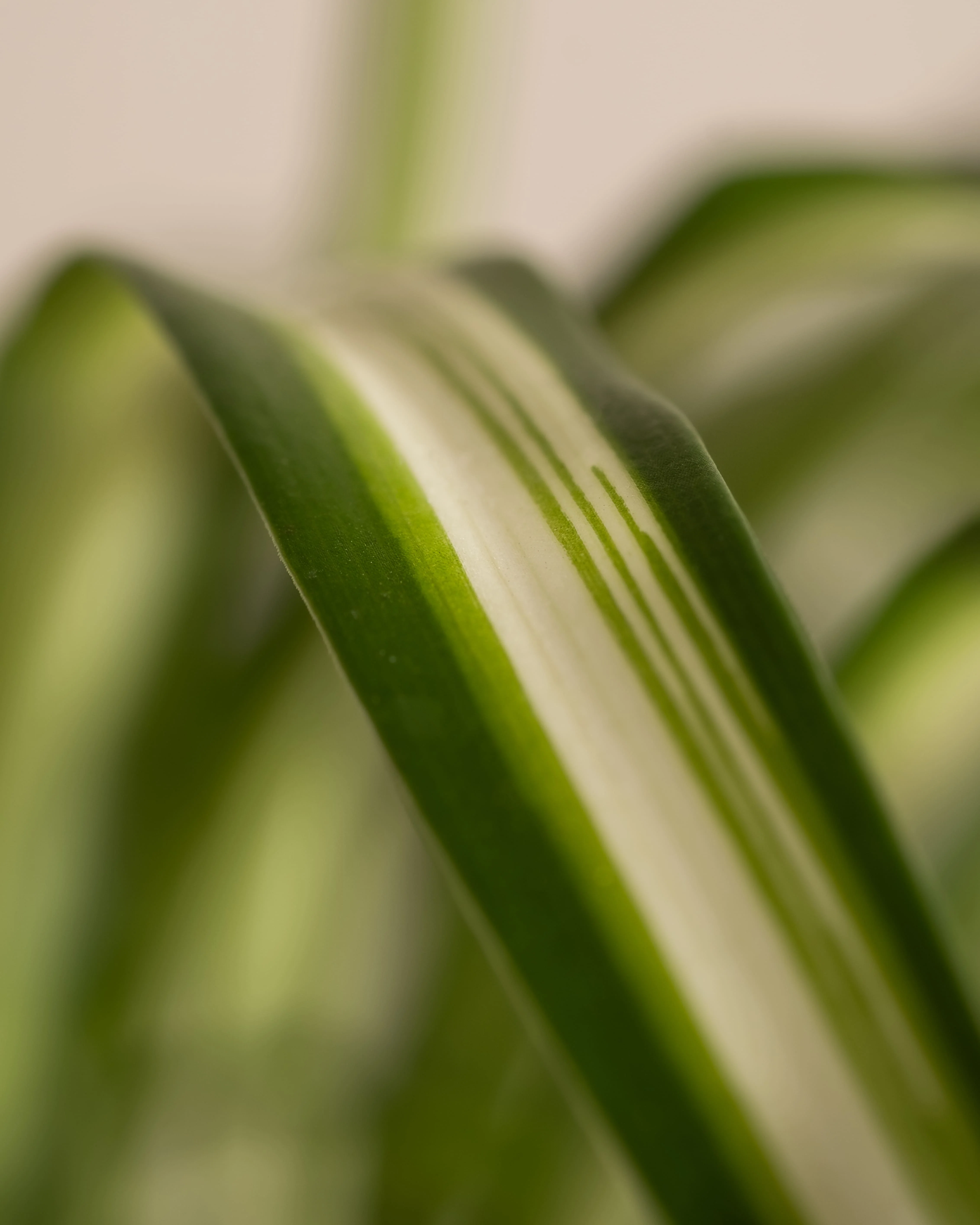 Familienzuwachs-Set - Image 11