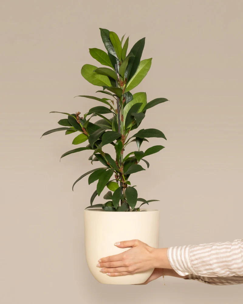 Afrikanischer Feigenbaum