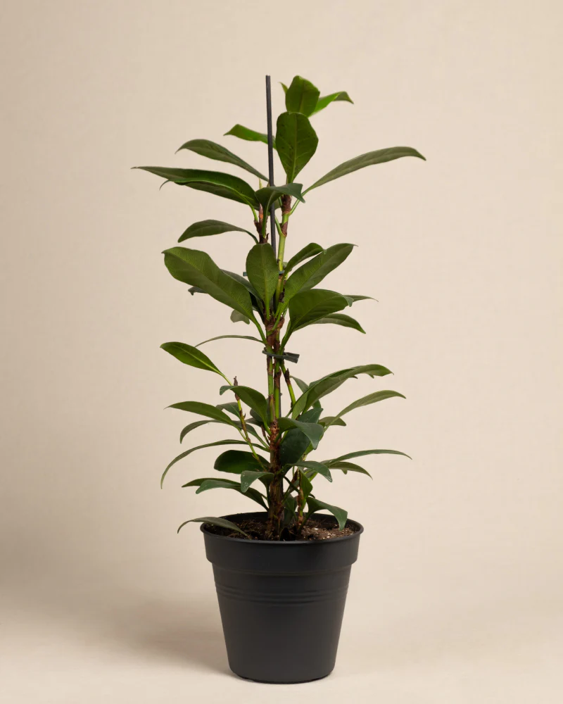 Afrikanischer Feigenbaum - Image 3