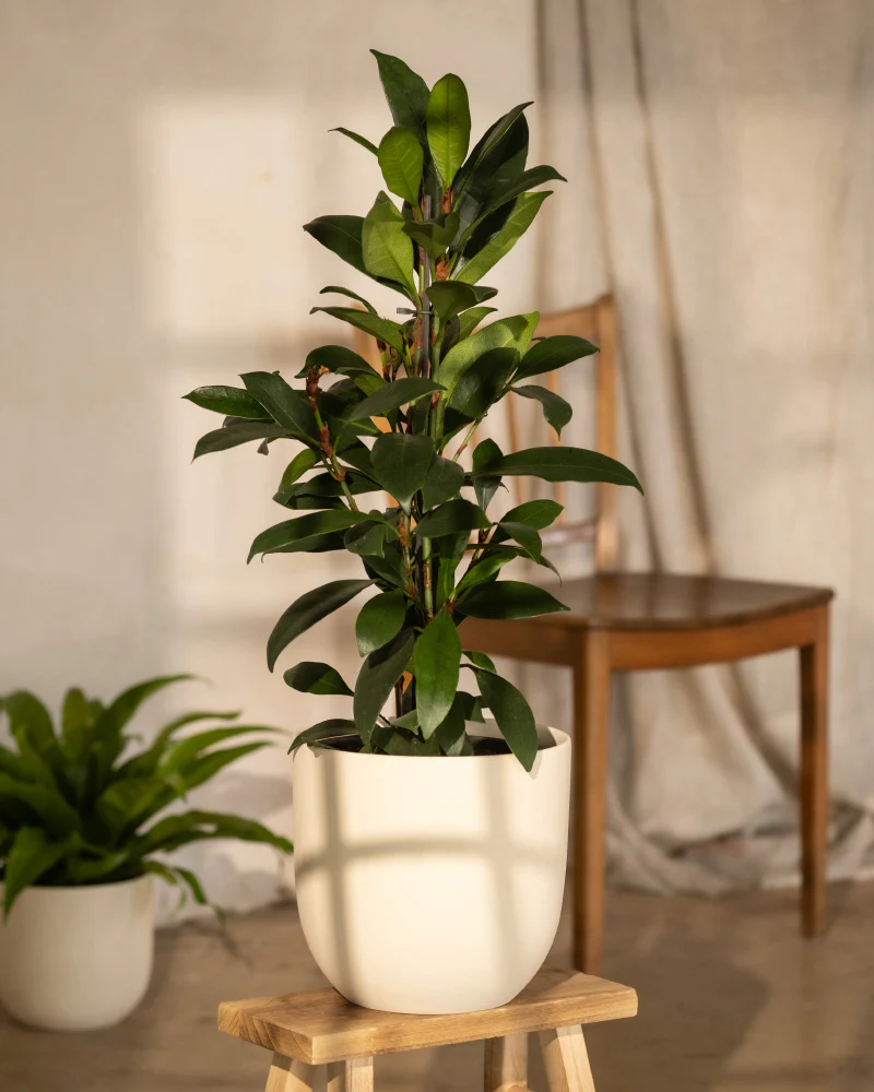 Afrikanischer Feigenbaum - Image 4