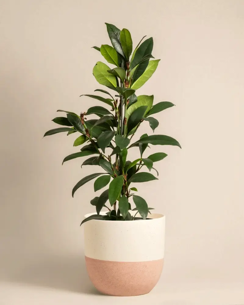 Afrikanischer Feigenbaum - Image 5