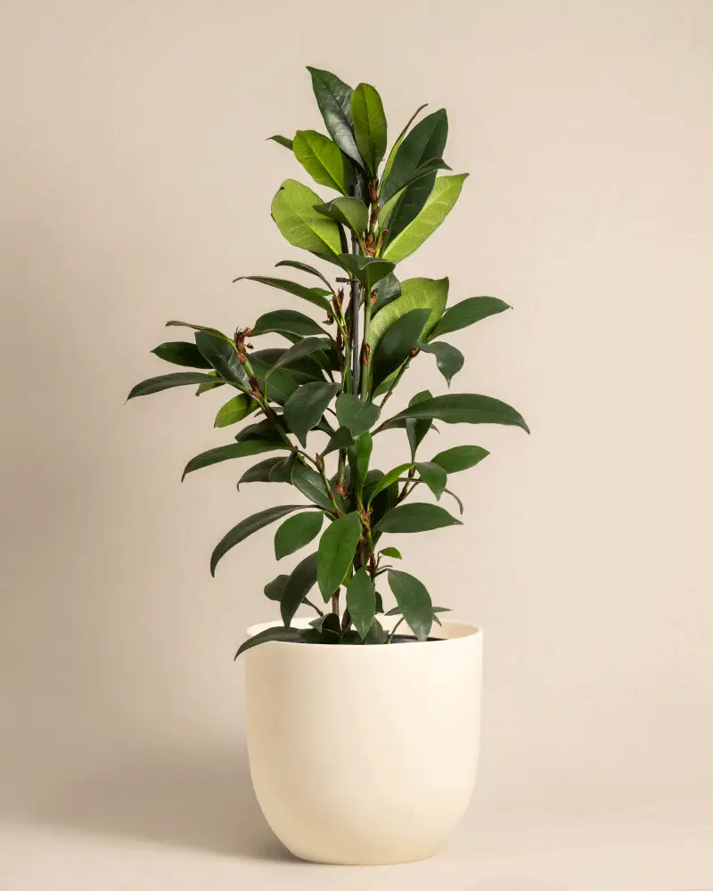 Afrikanischer Feigenbaum - Image 6