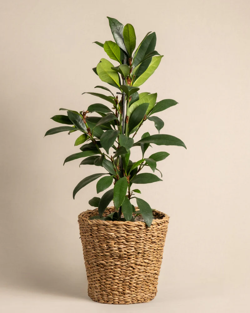 Afrikanischer Feigenbaum - Image 7