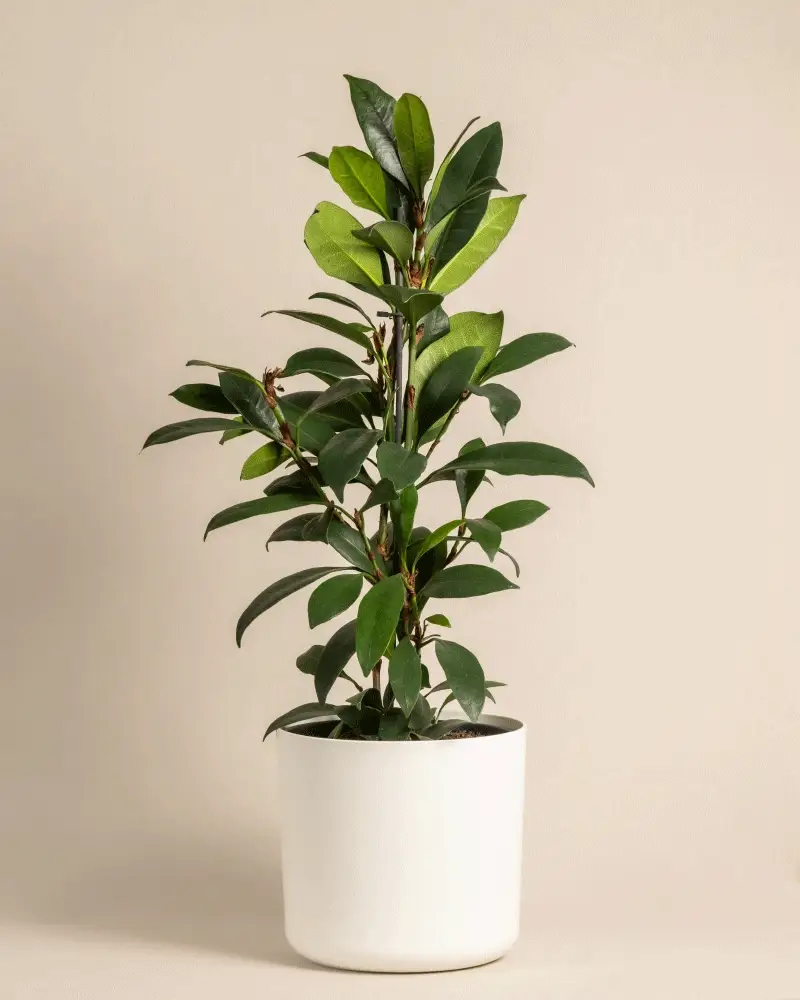 Afrikanischer Feigenbaum - Image 8