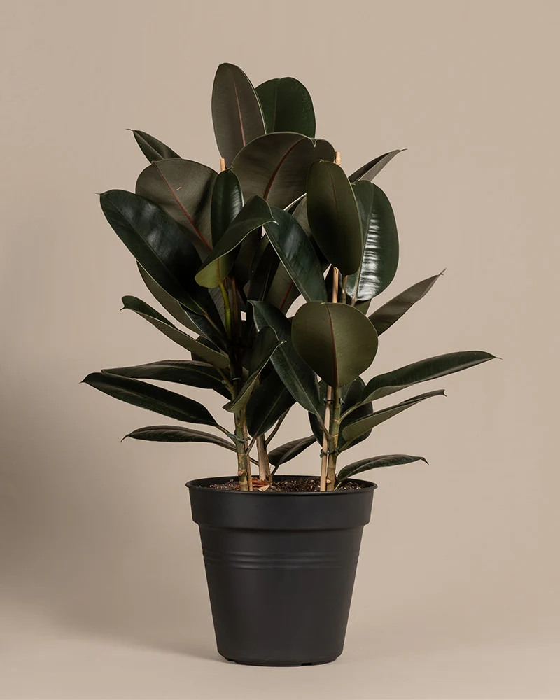 Gummibaum XL - Image 3