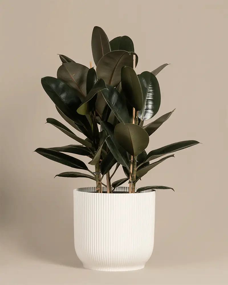 Gummibaum XL - Image 5