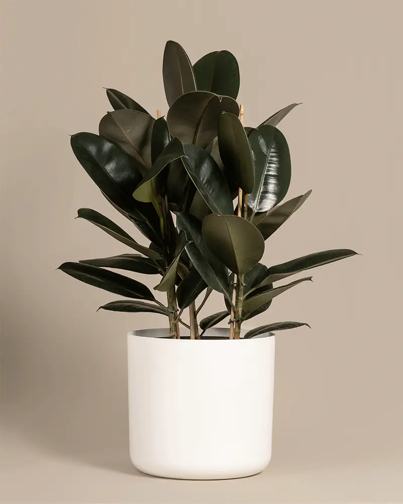 Gummibaum XL - Image 6