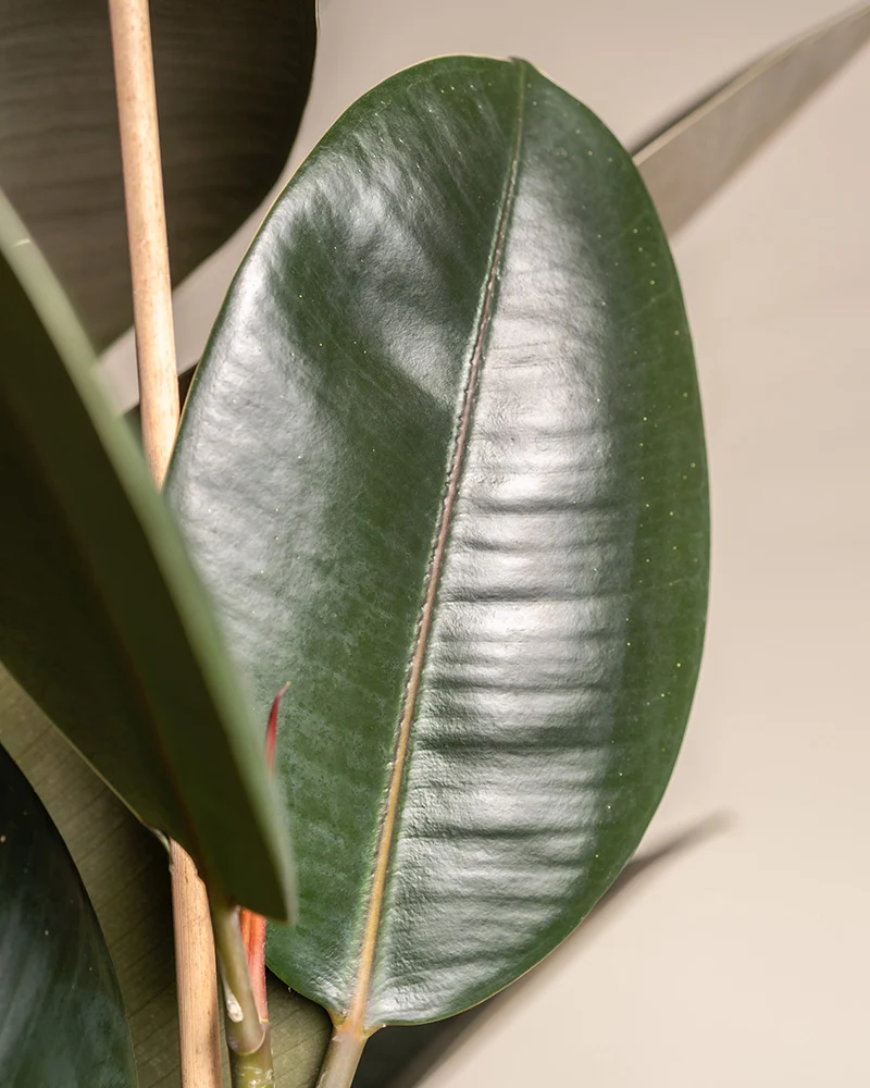 Gummibaum XL - Image 7