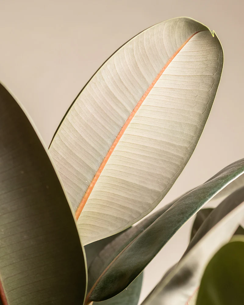 Gummibaum XL - Image 8