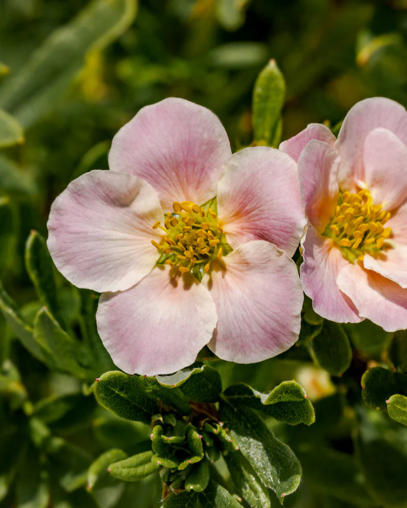 Rosa Fingerstrauch - Image 4