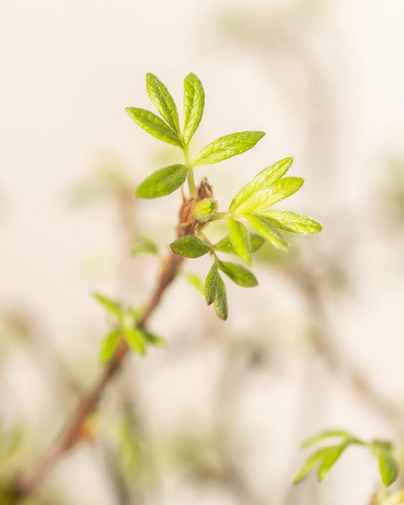 Rosa Fingerstrauch - Image 6