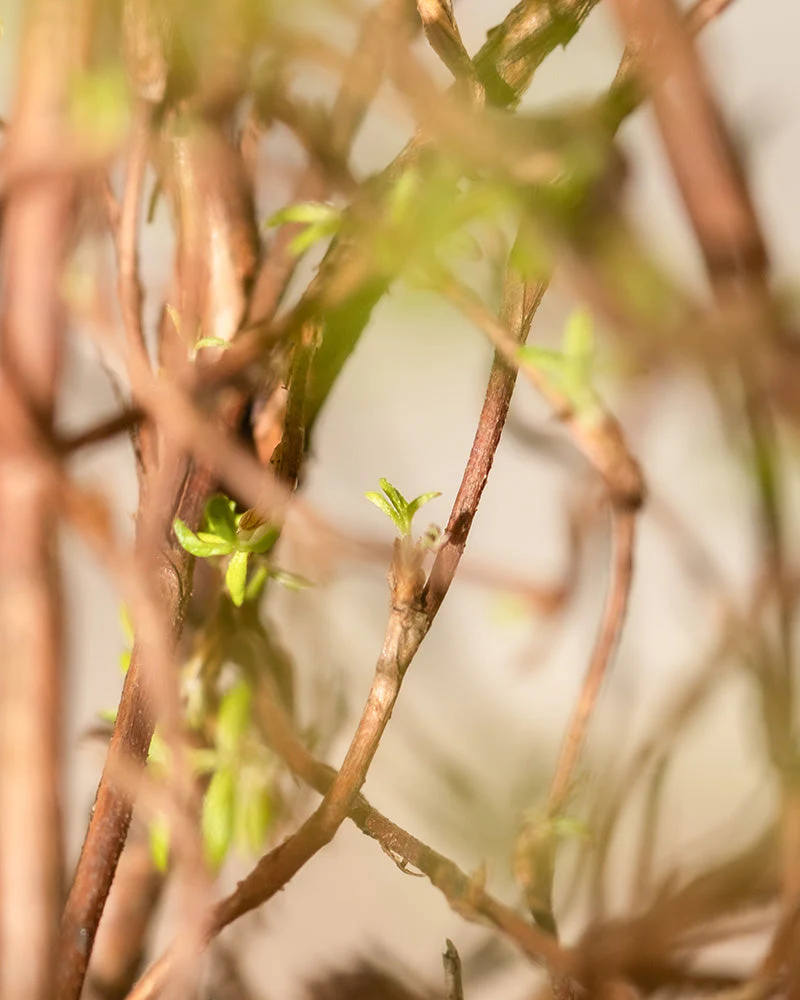 Rosa Fingerstrauch - Image 7