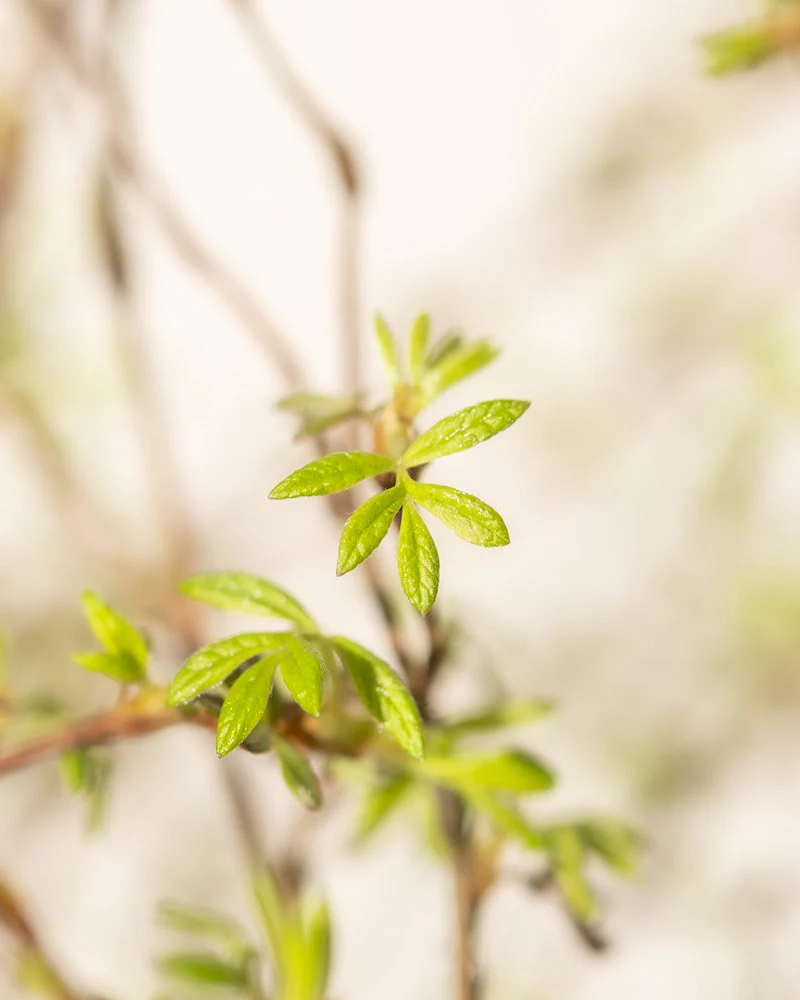 Roter Fingerstrauch - Image 4