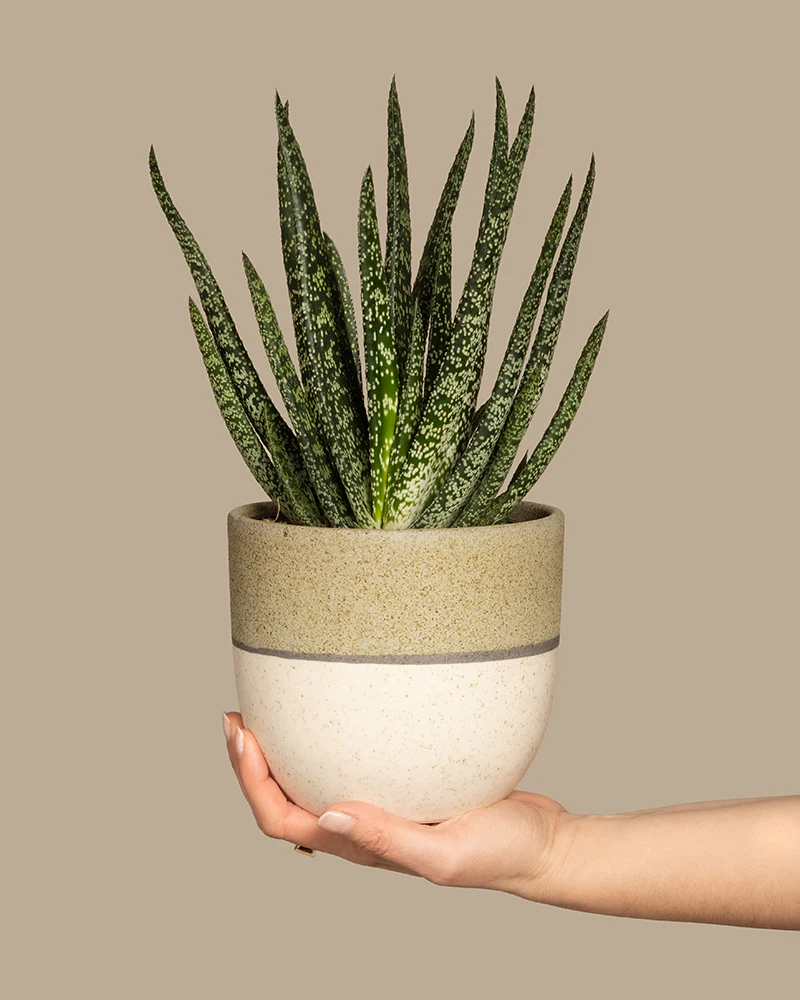 Gasteria verrucosa