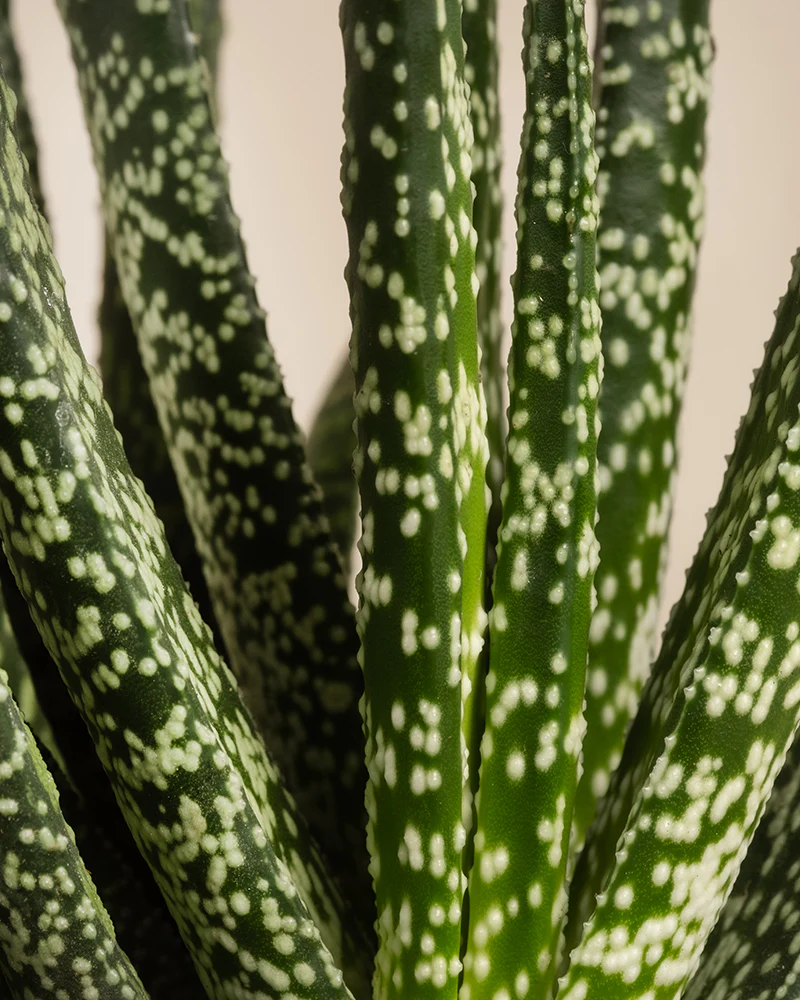 Gasteria verrucosa - Image 10